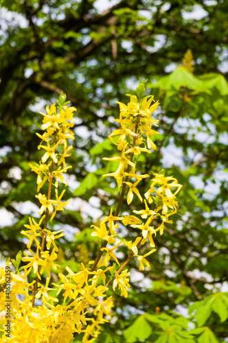 A large bush of bright yellow flowers of the Forsythia plant, Easter tree, in the park on a sunny day in early spring, a beautiful floral background.