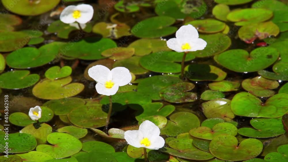The flowers of Hydrocharis morsus-ranae, the frogbit The flowers of Hydrocharis morsus-ranae, the frogbit