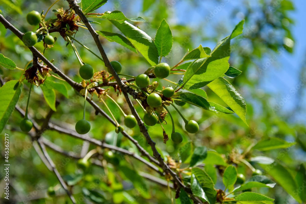 Branch with small unripe cherry fruits on abstract blurred background of green foliage. Selective focus. Orchard in springtime. Branch with small unripe cherry fruits on abstract blurred background of green foliage. Selective focus. Orchard in springtime.