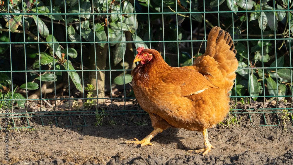 Fototapeta premium Beautifull brown chicken on a farm walking