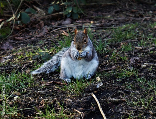 Squirrel eating a nut in the park