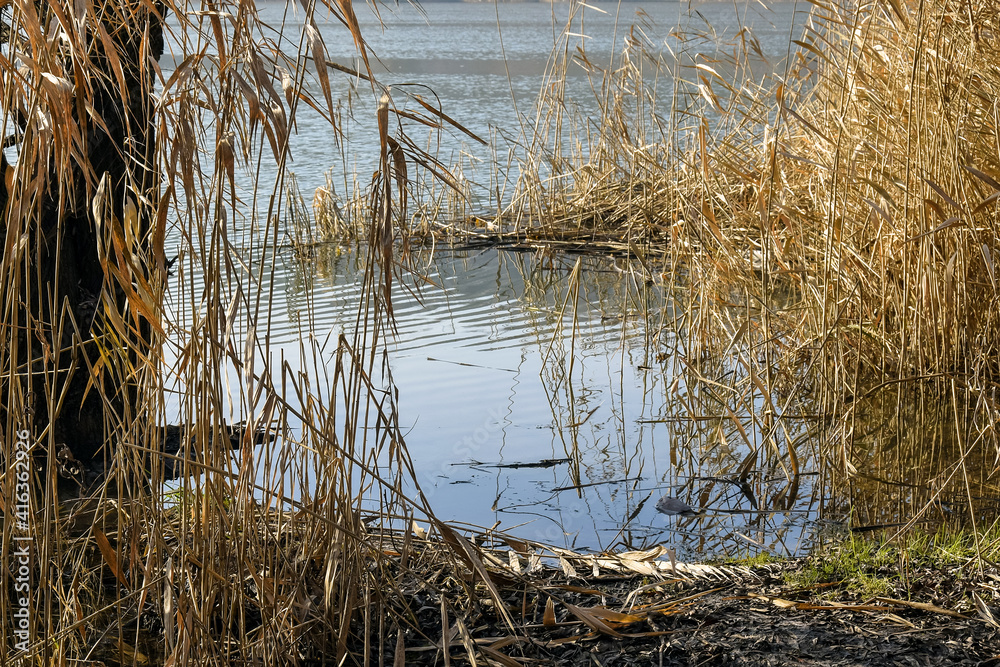 Thickets of dry reeds on river bank in windy weather. Dry Grass, calm flow of river water. Picturesque landscape. Selective focus. Thickets of dry reeds on river bank in windy weather. Dry Grass, calm flow of river water. Picturesque landscape. Selective focus.