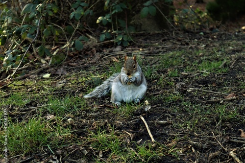 Squirrel eating nut in the park.