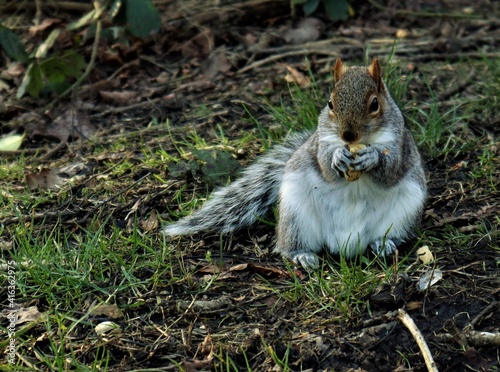 Squirrel eating a nut in the park