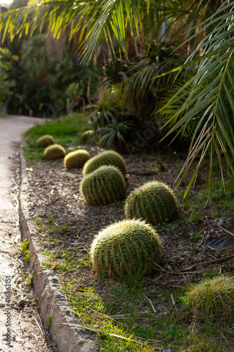 Echinocactus grusonii  Golden barrel cactus  round cactus  flora concept