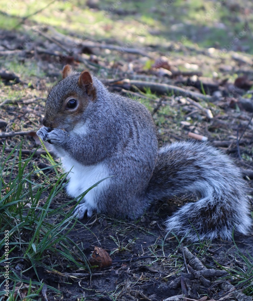 Squirrel eating nut in the park. Squirrel eating nut in the park.