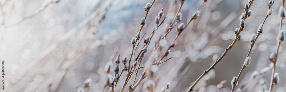 Spring branches of pussy willow on colorful blurred background. Beautiful panoramic scenery Spring branches of pussy willow on colorful blurred background. Beautiful panoramic scenery