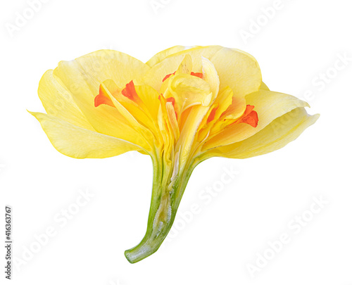 Narcissus isolated on white background