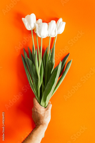 Beautiful bright white and green tulips in the hand on the orange background as a present on 8 March. International women's day concept. Copyspace and place for the text. Isolated. Mother's day.