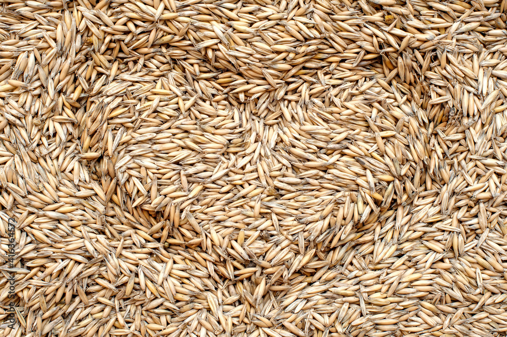 Oats close-up background. View from above Oats close-up background. View from above