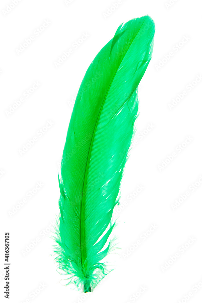 Elegant green feather isolated on the white background Elegant green feather isolated on the white background