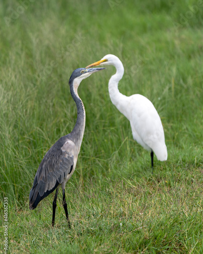 Black-headed heron, Ardea melanocephala and great egret, Ardea alba in Ngorongoro Crater floor, Tanzania