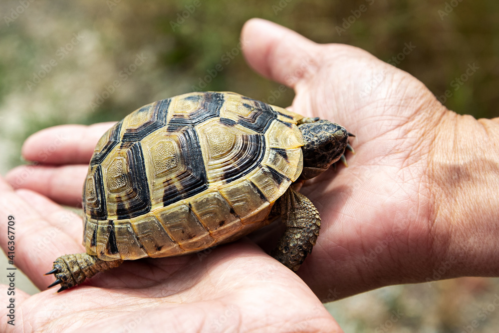 A small land turtle in human hands. A small land turtle in human hands.