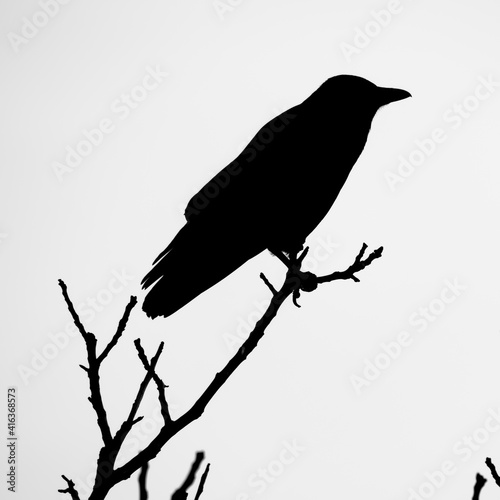Black silhouette of raven perching on tree branch, black white picture