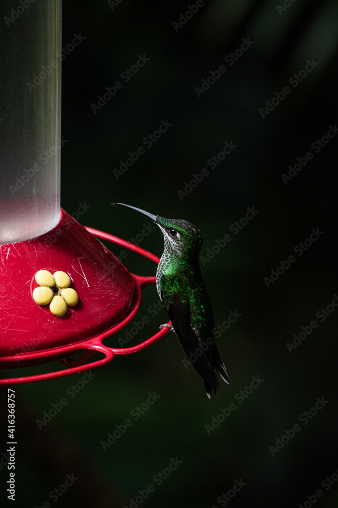 Fototapeta premium hummingbird feeding on feeder