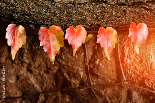 Red leaves close up. photo