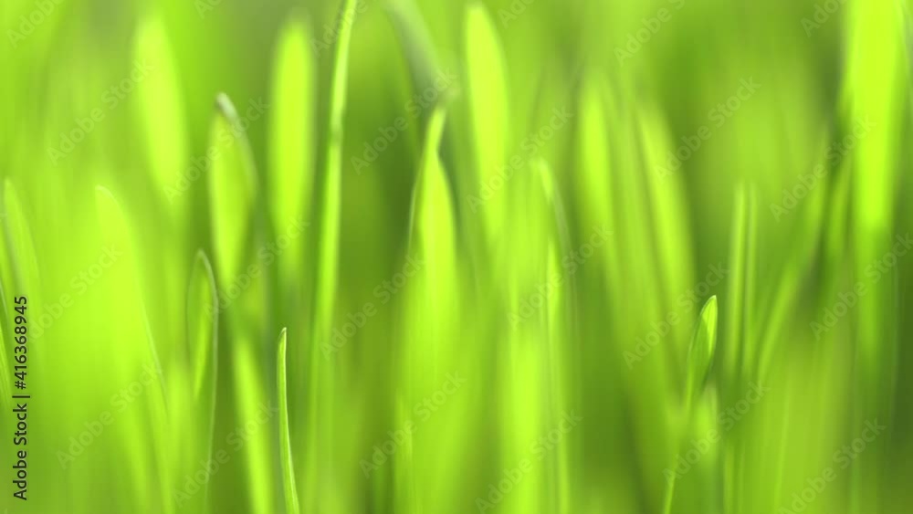 Green grass close-up. Grass rotation in slow motion. Green juicy lawn, it's time to cut. Abstract macro shot of blades of green grass. Dew drops shine with splendor. Beautiful lens blur bokeh. Green grass close-up. Grass rotation in slow motion. Green juicy lawn, it's time to cut. Abstract macro shot of blades of green grass. Dew drops shine with splendor. Beautiful lens blur bokeh.