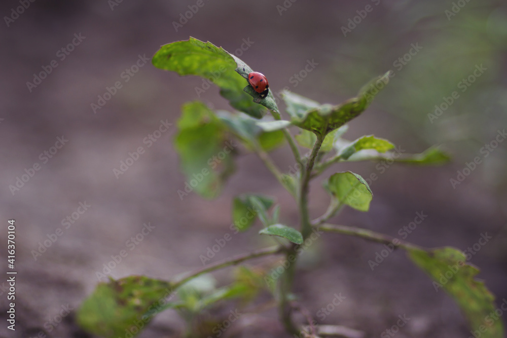 Ladybug on a green leaf background Ladybug on a green leaf background