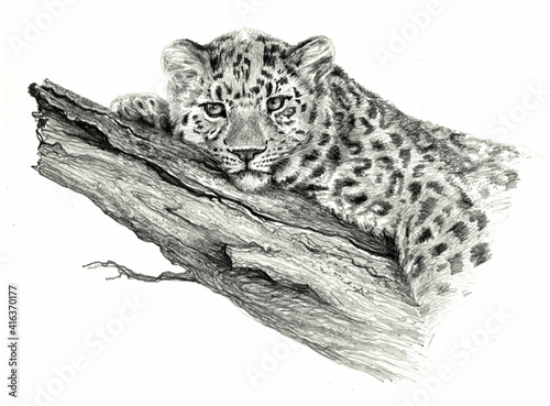 Pencil sketch - Leopard lying on the tree, isolated on white