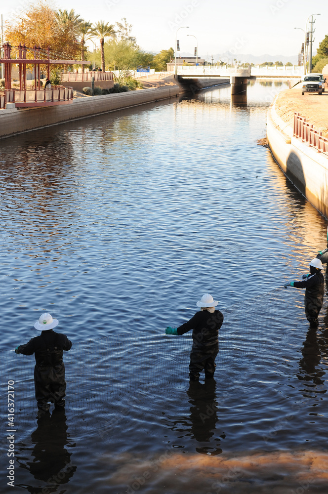 Obraz premium Three canal workers in protective gear herd white amur fish during water management operations to clear aquatic life ahead of scheduled infrastructure maintenance