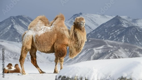 Rare footage of bactrian camel in winter landscape with Altai mountains