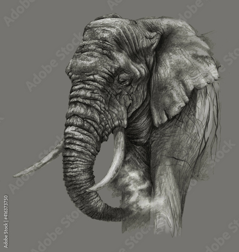 Canvas Print African elephant isolated on grey background. Pencil drawing