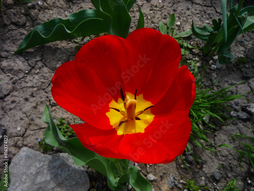spring red tulip in the garden