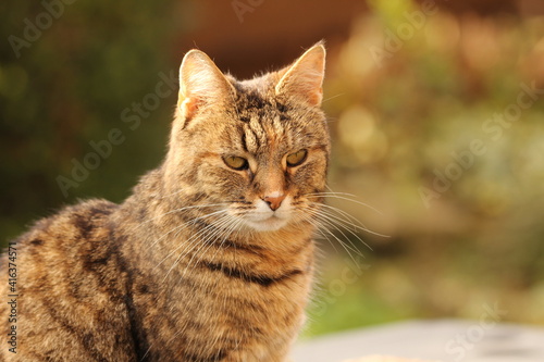 Wallpaper Mural a sweet beautiful domestic cat is sitting relaxed in the garden in the sunshine closeup with a soft green and brown background Torontodigital.ca
