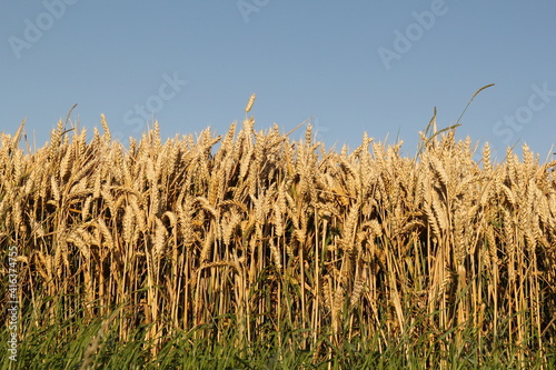 front view at ripe wheat in a wheat field in the dutch countryside in zeeland in summer with a blue sky