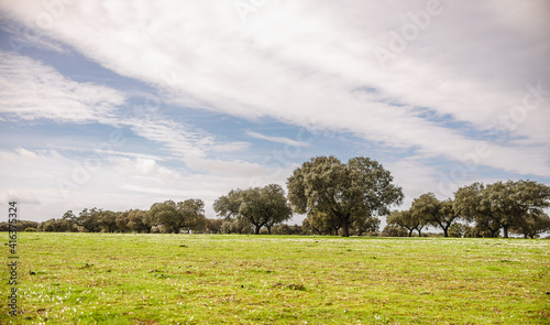 Tableau sur toile Open field of the Extremadura dehesa in spring with a holm oak in the center