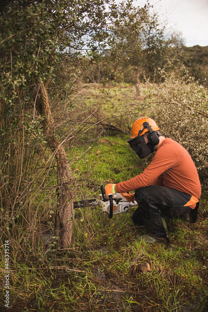 Forestry technician pruning holm oak tree with chainsaw in the field. Forest agent and manager of the environment Forestry technician pruning holm oak tree with chainsaw in the field. Forest agent and manager of the environment