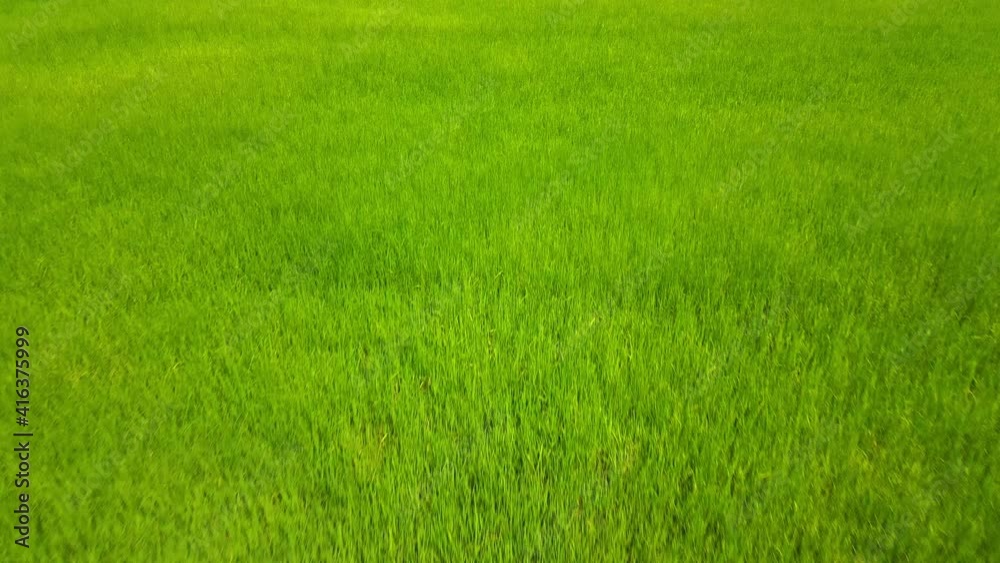 Thai agricultural lifestyle concept Rural agriculture lifestyle for farming. Green rice plants are growing in paddy fields. The rice plant swaying in the wind. Thai agricultural lifestyle concept Rural agriculture lifestyle for farming. Green rice plants are growing in paddy fields. The rice plant swaying in the wind.