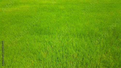 Thai agricultural lifestyle concept Rural agriculture lifestyle for farming. Green rice plants are growing in paddy fields. The rice plant swaying in the wind.