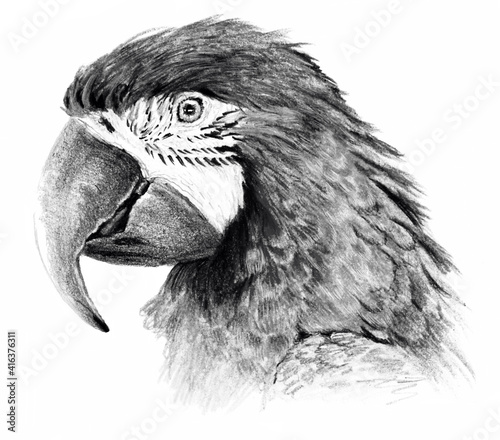 Sketch - Parrot profile. On white background. Detailed pencil drawing