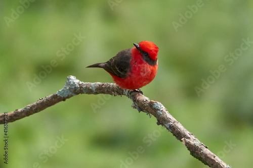 Männliches Rubinköpfchen - Pyrocephalus rubinus photo