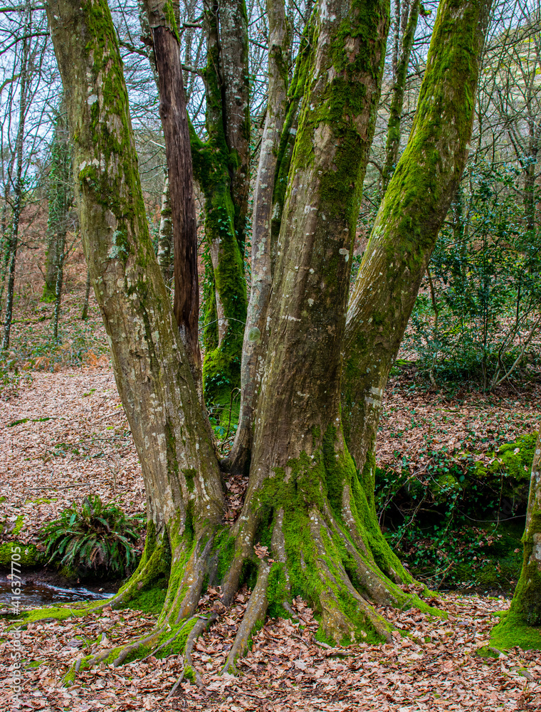 Brittany, France; February 17, 2021: a tree with several departures of branches Val sans retour, Val perilleux or even Val des faux amants, fairy forest of Brocéliande, Tréhorenteuc in the Morbihan. Brittany, France; February 17, 2021: a tree with several departures of branches Val sans retour, Val perilleux or even Val des faux amants, fairy forest of Brocéliande, Tréhorenteuc in the Morbihan.