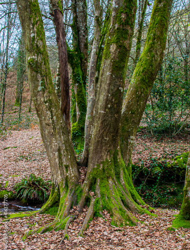 Brittany, France; February 17, 2021: a tree with several departures of branches Val sans retour, Val perilleux or even Val des faux amants, fairy forest of Brocéliande, Tréhorenteuc in the Morbihan.