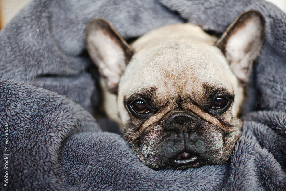 Beautiful Dog wrapped in a blanket. Cute Adorable French Bulldog. 
