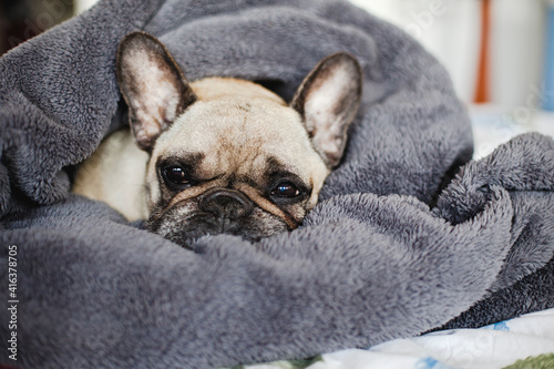 Beautiful Dog wrapped in a blanket. Cute Adorable French Bulldog.  © Ewelina Thepphaboot