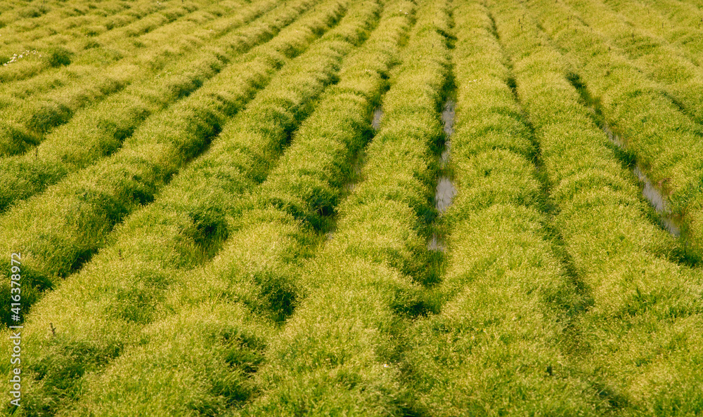 Plantation agricultural field. Agro-industry, agriculture, growing food vegetables. Cultivation and care, harvest in late spring.