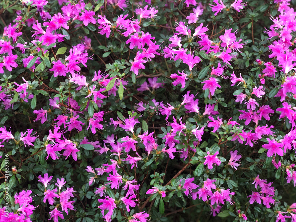 blooming violet rhododendron in the garden 