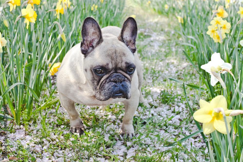 Fototapeta premium Cute French Bulldog among flowers. Dog and Daffodils flowers. Springtime lovely time. 