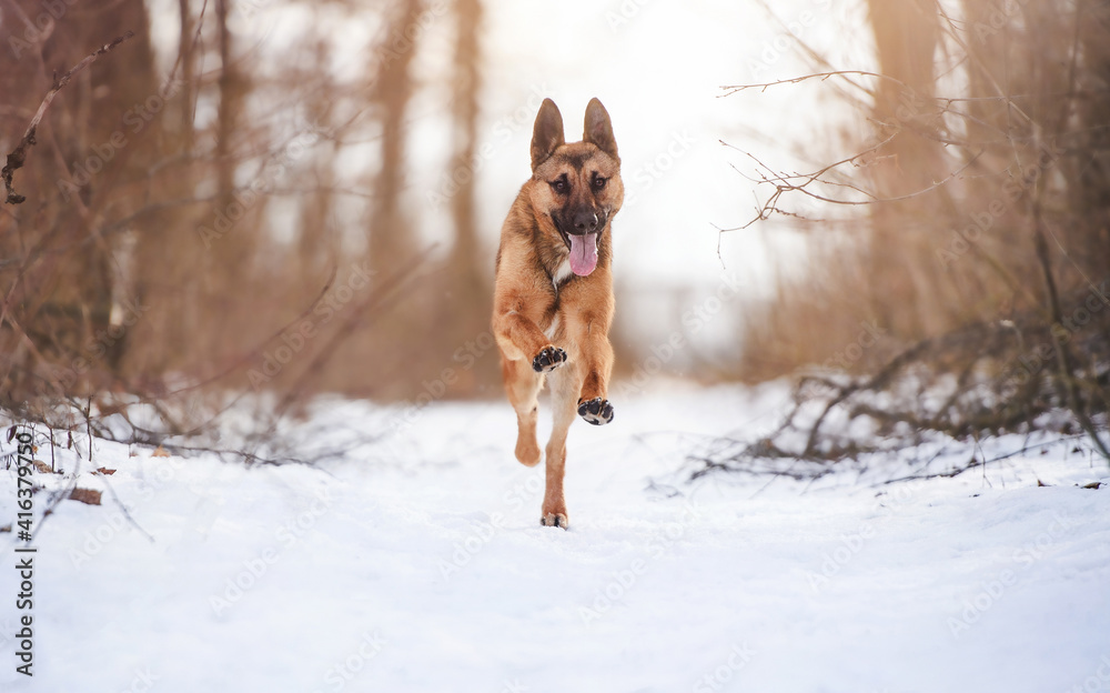 Happy shepherd dog running in fresh snow