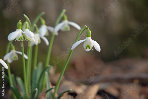 Closeup of snow drops (Glanthus nivalis) on natural forest ground.