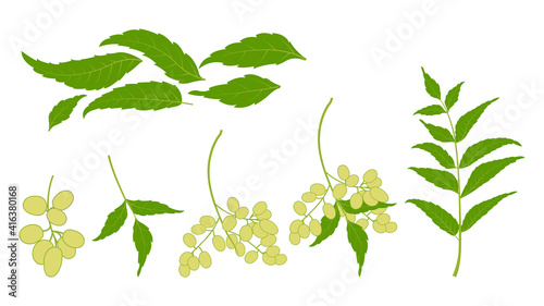 neem plant leaf neem oil ayurvedic herb illustration nimtree medicinal tree