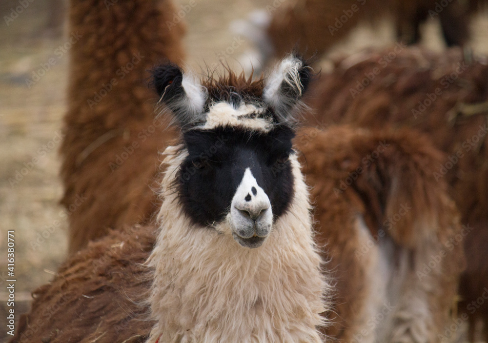 Naklejka premium Patagonia wildlife. Fury mammals. closeup view of a mountain llama. Its long neck and beautiful white, brown and black fur. 