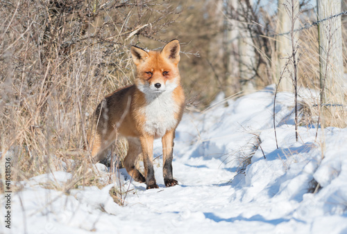 Red fox in the snowy world with freshly fallen snow.  Photographed in the dunes of the Netherlands.