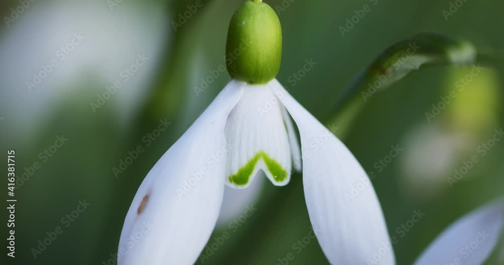 Close-up of the snowdrop, Galanthus nivalis Close-up of the snowdrop, Galanthus nivalis