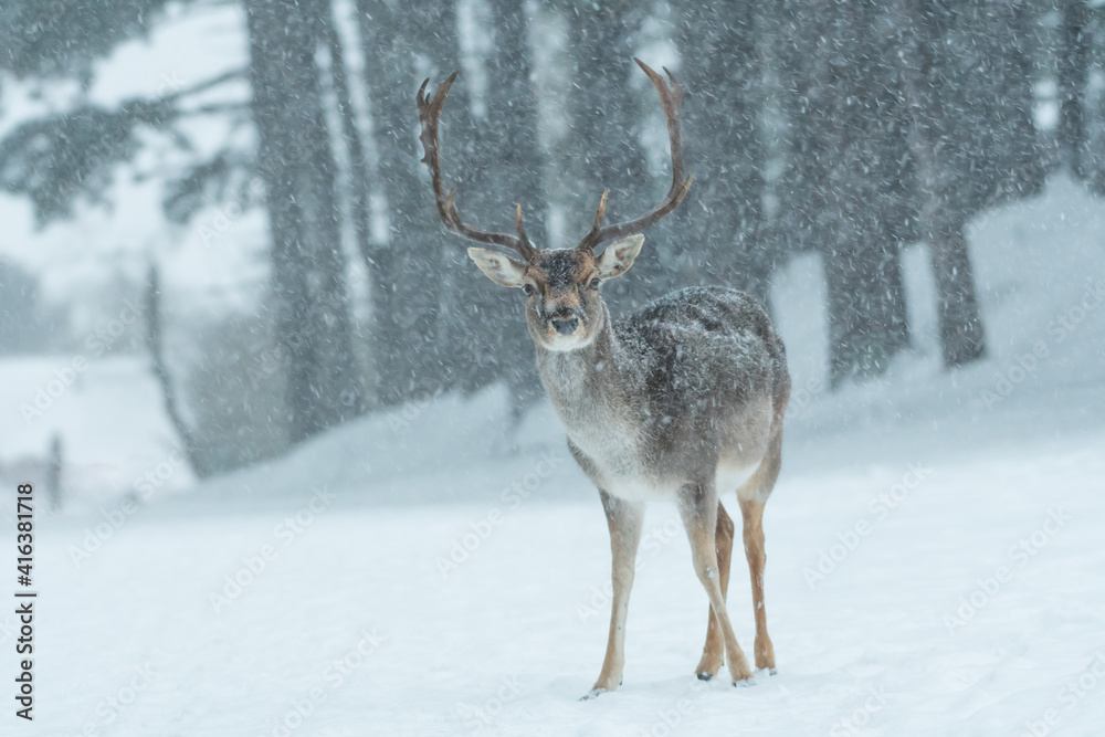 Fallow deer in the snowy world with freshly fallen snow. Photographed in the dunes of the Netherlands. Fallow deer in the snowy world with freshly fallen snow. Photographed in the dunes of the Netherlands.