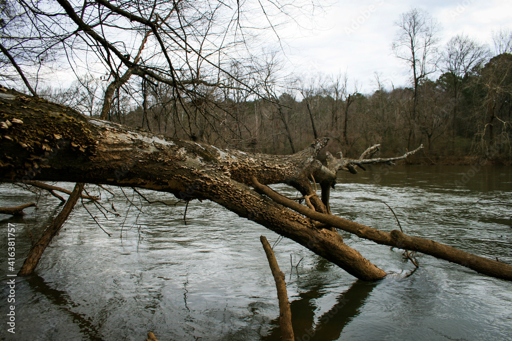 tree in the water